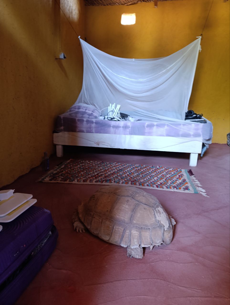 Hahatay Tortoise